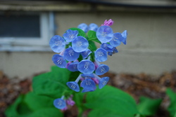 virginia bluebell flower.JPG